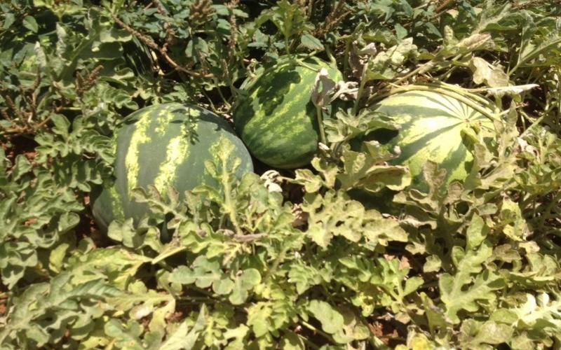 جبهة البطيخ - حرب من نوع آخر في مواجهة الاحتلال والجشع
