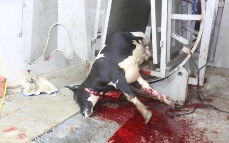 بالصور: بلدية خان يونس تُشغل مسلخها الجديد