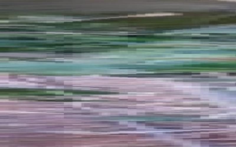 بالصور: دالية الخليل المعجزة