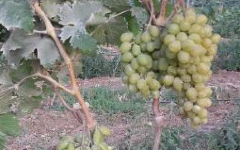 بالصور: دالية الخليل المعجزة
