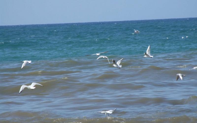 بالصور: تزايد تلوث بحر غزة في ظل فقدان الحلول