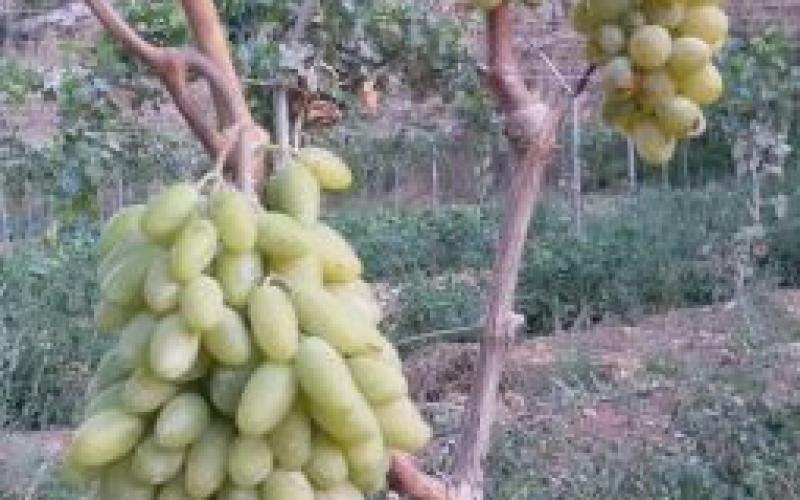 بالصور: دالية الخليل المعجزة