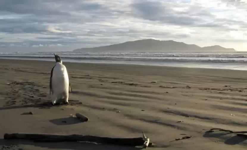 البطريق الإمبراطور ضمن قائمة الأنواع المهددة بالانقراض رسميا