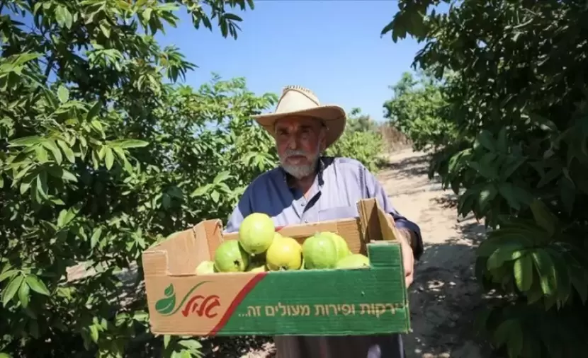 تقرير إسرائيلي: الحرب وتعطل التصدير يكبدان القطاع الزراعي عشرات ملايين الشواكل
