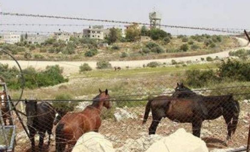 الاحتلال يشرع بهدم اسطبل للخيول في الرام