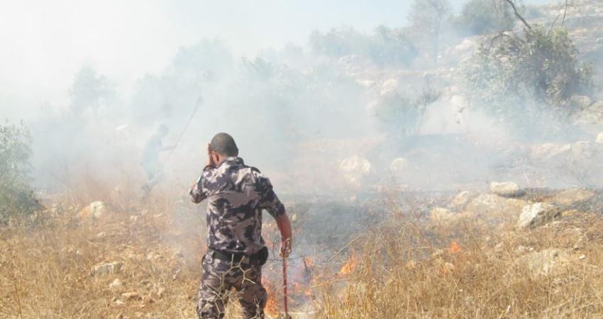 احتراق 150 شجرة زيتون في يعبد