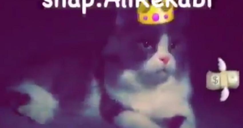 قط