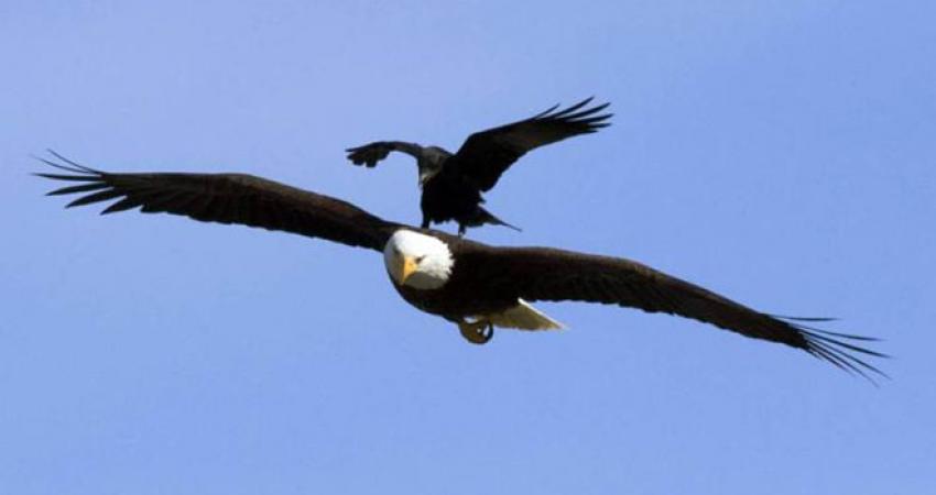 aaa