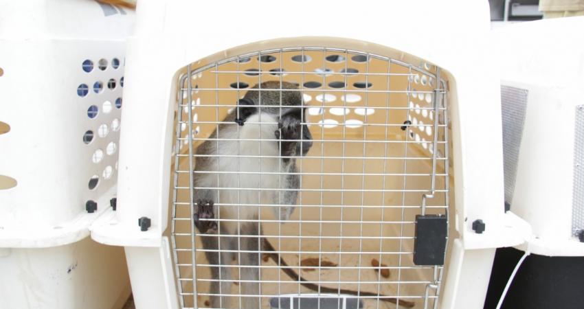 نقل حيوانات خارج غزة عبر إيرز (1)