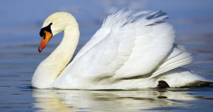 2015-new-5d-needlework-set-embroidery-cross-free-shipping-arrive-needlework-diy-diamond-painting-pasted-goose