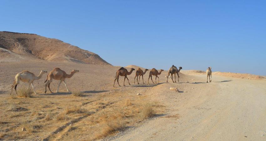 السلطة تُهجّر 