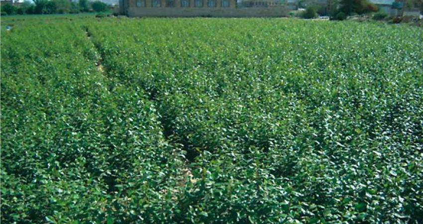 مدينة عدن تقرر منع دخول القات وبيعه خمسة أيام في الأسبوع