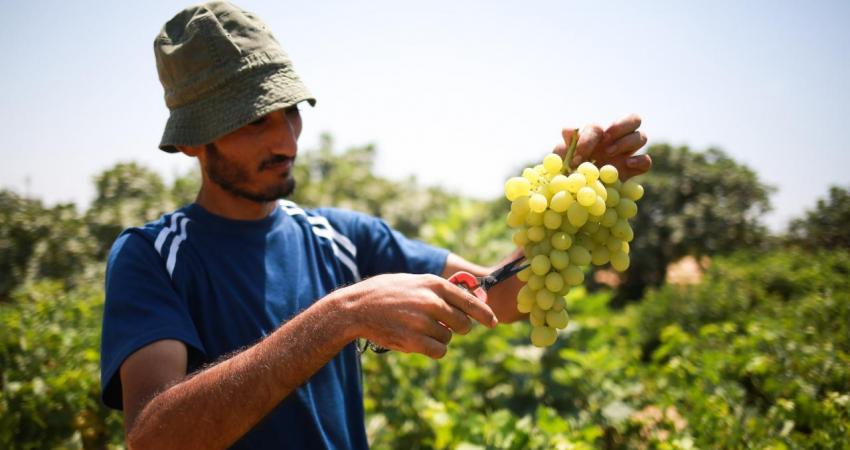 مرضان فطريان بفتكان  بثلث العنب الغزّاوي 