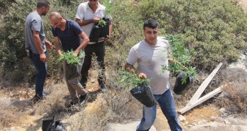 الشرطة والمخابرات تضبطان 250 شتلة ماريجوانا في رام الله