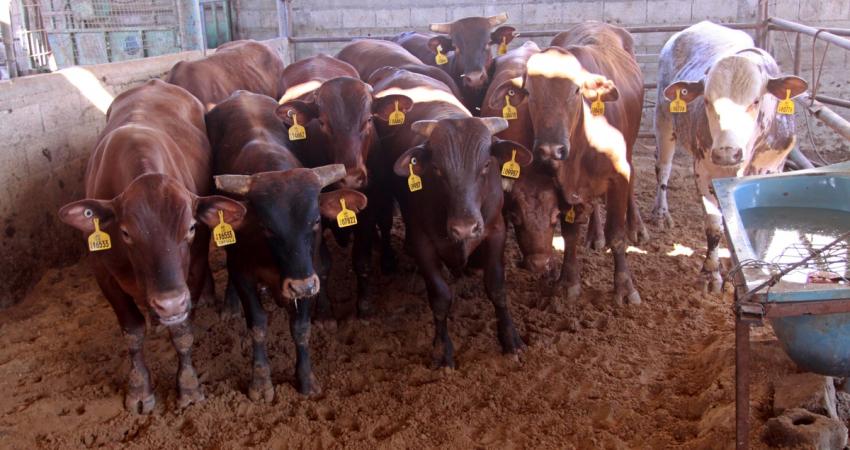 الاحتلال يسمح بإدخال كميات كبيرة من اللحوم للضفة وغزة