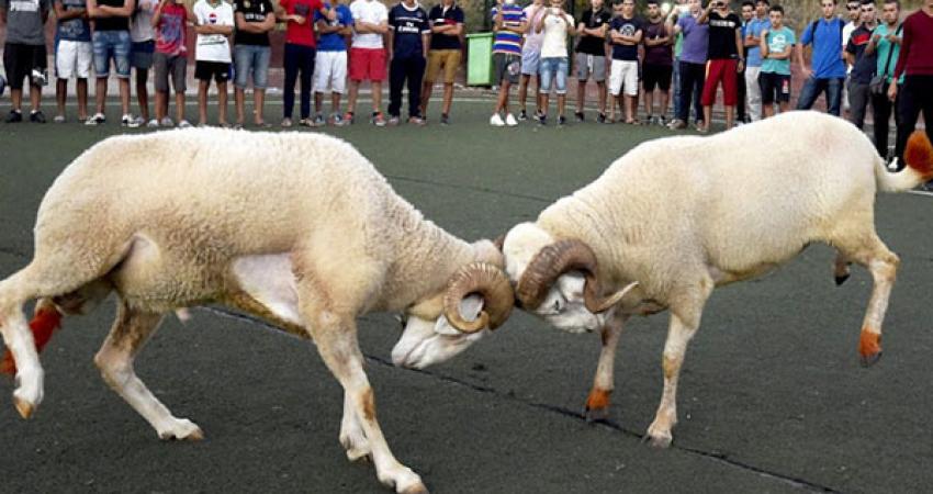 2014-mouton_908527910