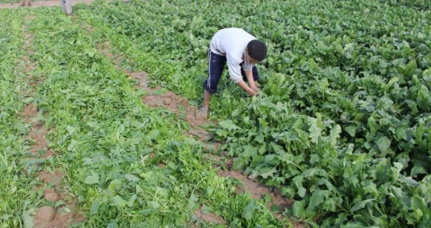"الزراعة" تتفقد أراضي المزارعين التي رشها الاحتلال بالمبيدات