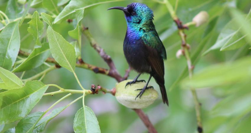 عصفور الشمس الفلسطيني