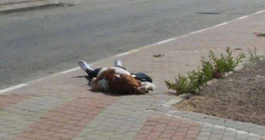 14666070_1596964373679310_6361541349115600540_n