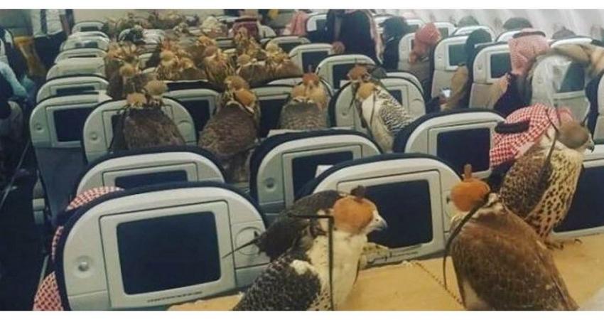 صقور على متن طائرة
