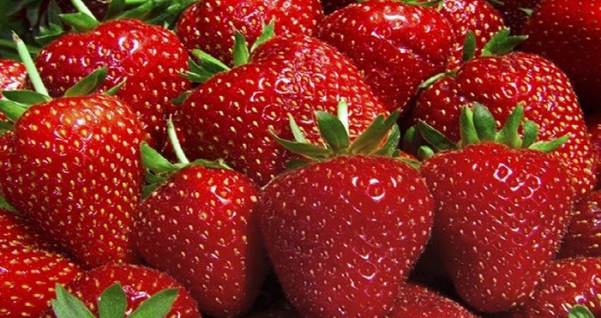 علماء: الفراولة تقي من سرطان الثدي
