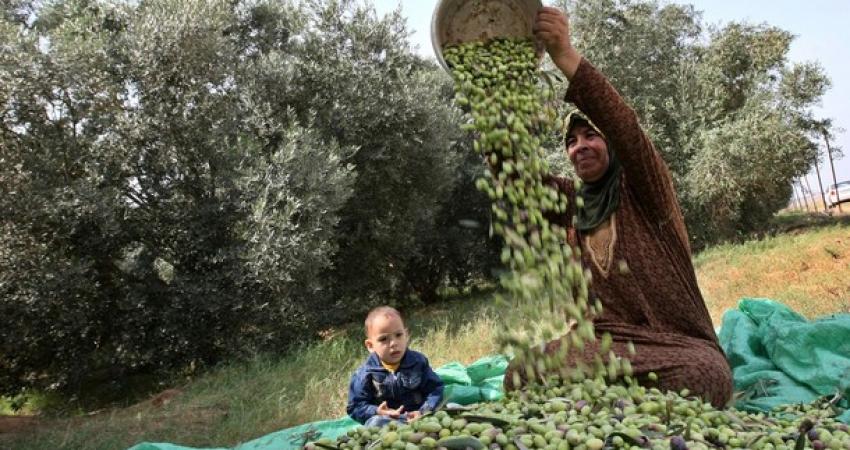 إرشادات هامة من الدفاع المدني خلال قطف الزيتون