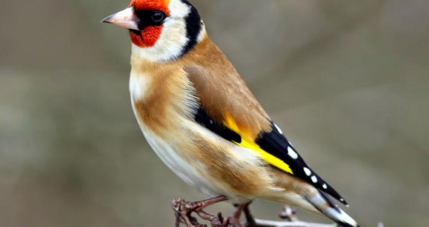 طائر الحسون