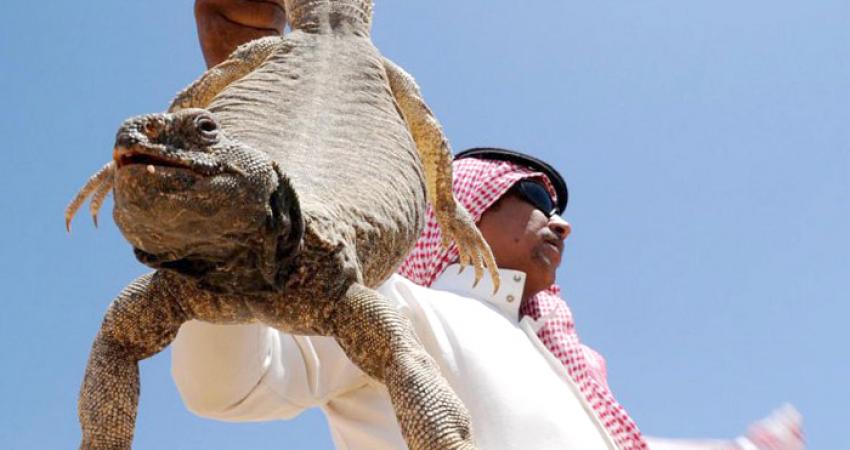 حتى الضب يهرب من موجة الحر بالسعودية