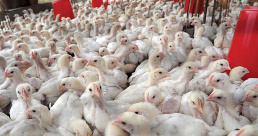 chickens-03042016