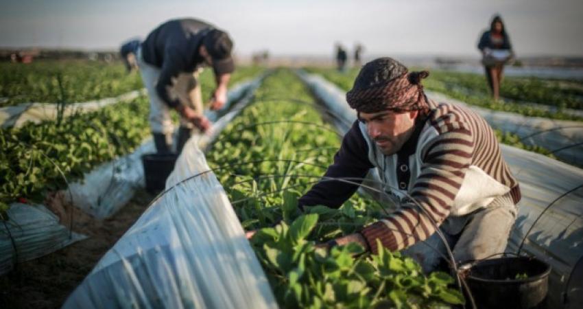 العسيلي يكشف قيمة صادراتنا الزراعية للأسواق الإسرائيلية 