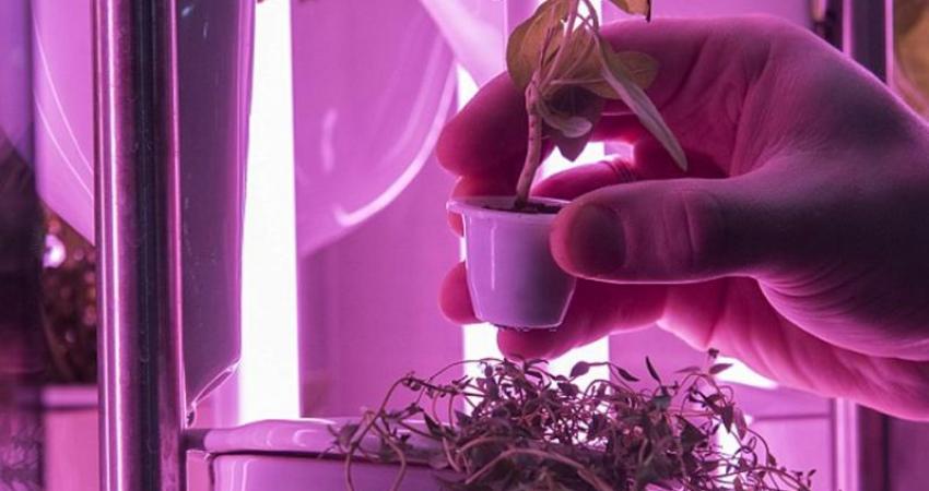 أصبح أخيرًا بإمكان ربات البيوت التمتع بمنظر النباتات التي تنمو داخل المطبخ، وعلى أنغام الموسيقى أيضًا، وذلك بعد أن صممت شركة ألمانية حديقة منزلية ذكية لزراعة 30 نوعًا من النباتات، يمكن الاحتفاظ بها في المطبخ.   وتعمل الحديقة الأنيقة، التي قدمتها شركة «نات