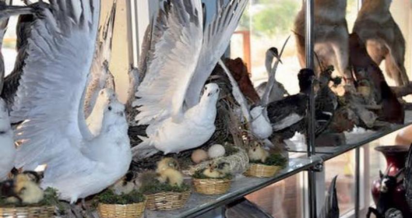 ضبطت طواقم الضابطة الجمركية اليوم الثلاثاء، سيارة  حبش مهرّبة من إسرائيل ولا تحمل أوراقا رسمية في محافظة جنين  .  وأفاد بيان لإدارة العلاقات العامة والإعلام بالضابطة الجمركية، بأن طواقمها تمكنت من ضبط السيارة بعد مطاردتها وكانت تحمل 150 طائر حبش، مشيرا إل