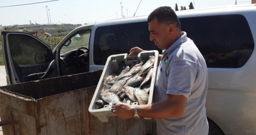 الضابطة الجمركية بنابلس تتلف 80 كغم من السمك الفاسد
