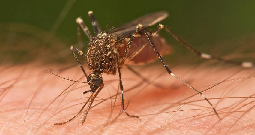 mosquito_tasmania_crop
