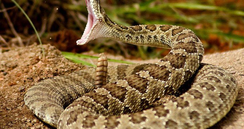 Rattling-sound-informs-predator-to-stay-away-from-the-snake.-When-rattlesnake-is-surprised-it-can-attack-without-producing-rattling-sound.-