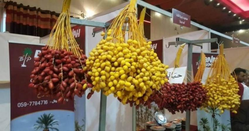 موسم البلح.. مصدر دخل للآلاف من العمال في قطاع غزة