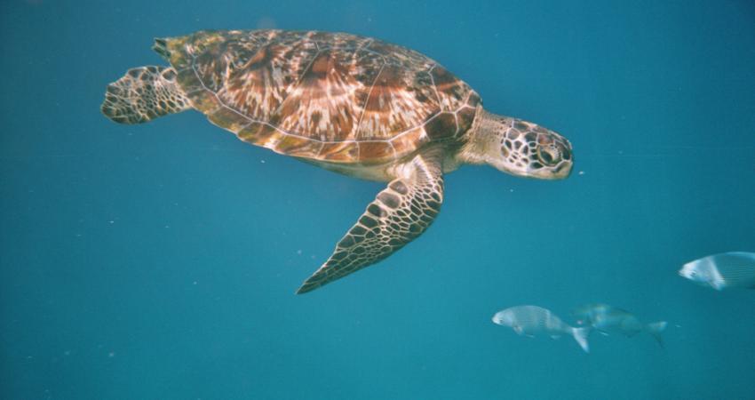 Turtle1_02