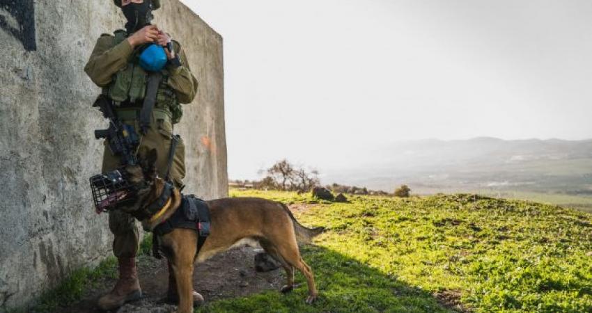 وحدة الكلاب عوكيتس