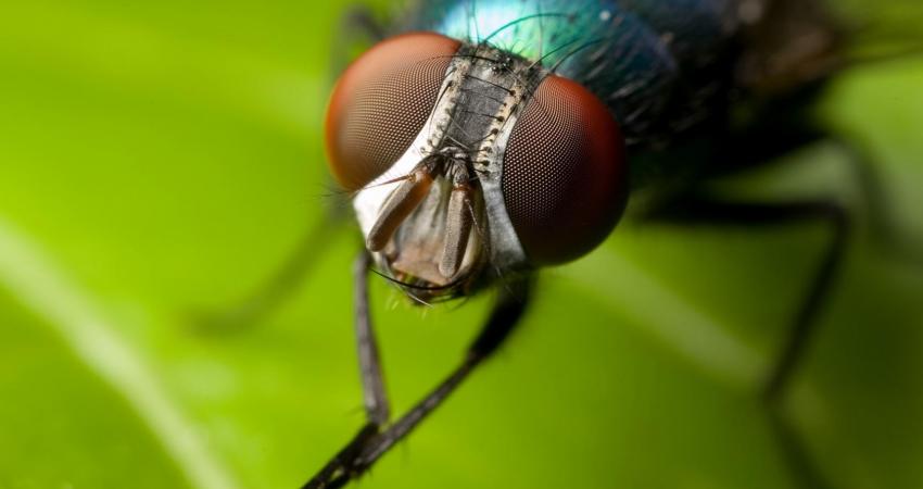fly_watch-wide