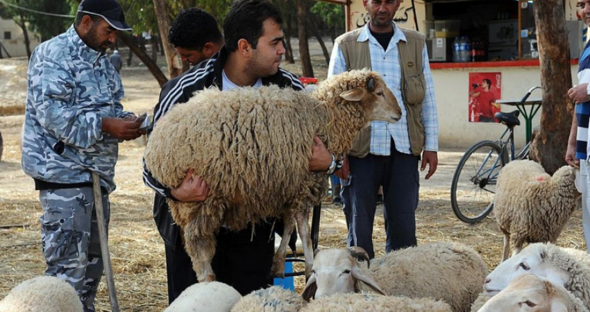 جدل حول أضاحي العيد بسبب "الطاعون" في تونس