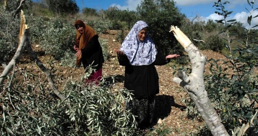 مستوطنون يقتلعون عشرات أشتال الزيتون جنوب نابلس