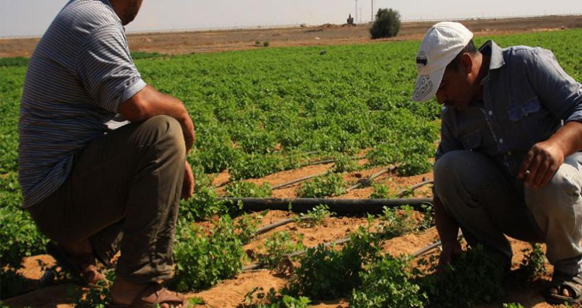 المزارعين بغزة