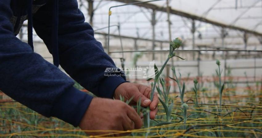 زراعة الورد في غزة