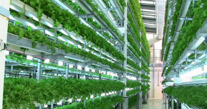 View-of-hydroponics-RGS-machines1-1024x768