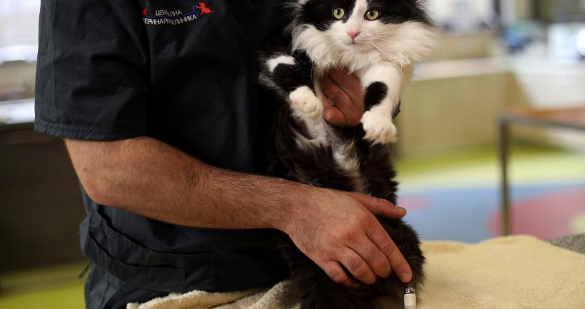 60-173031-pooh-cat-bionic-legs-3