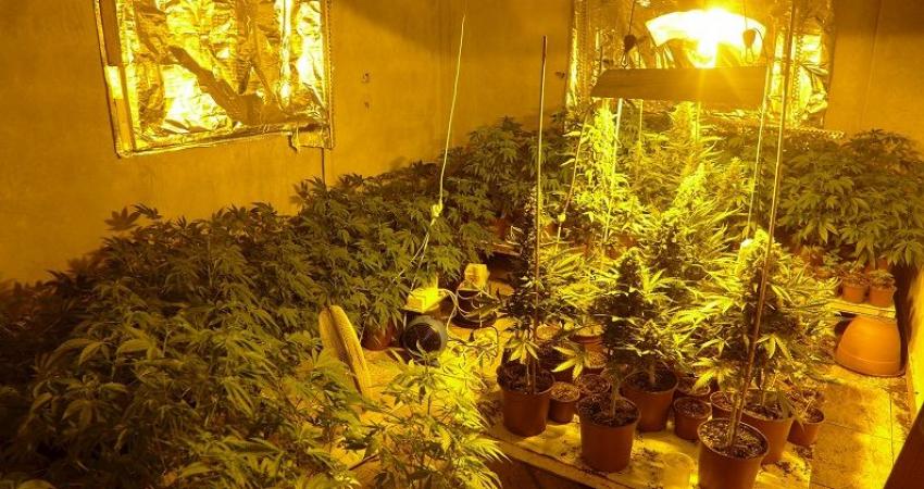ضبط مستنبت لزراعة الماريجوانا قضاء الخليل