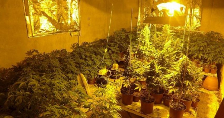 شرطة نابلس تضبط مُستنبتا لزراعة 