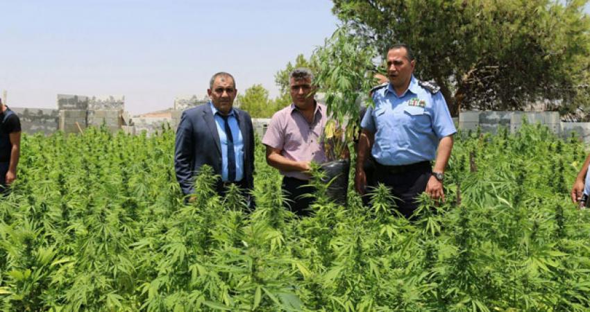 شرطة الخليل تضبط مشتلا يضم 2563 شتلة "هايدرو"