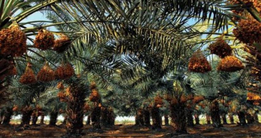 التمور والنخيل في أريحا