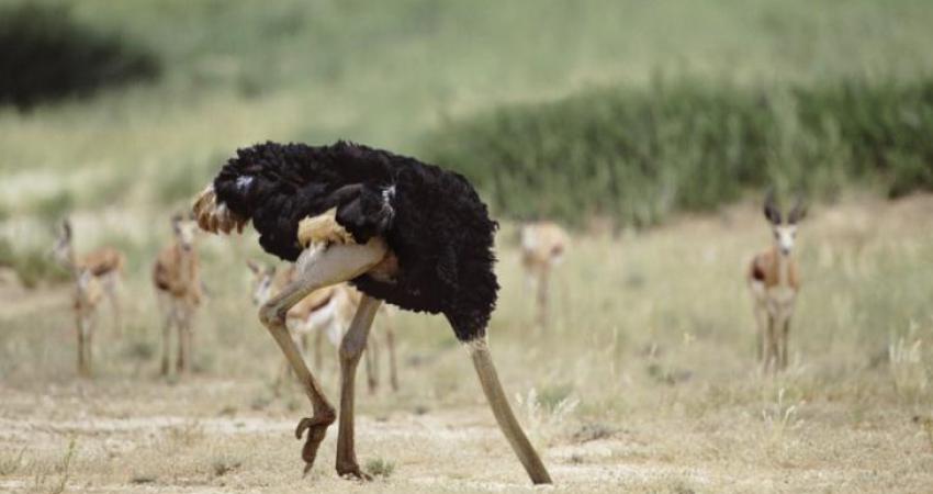 نعام
